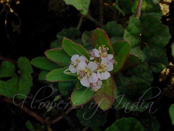 Rosy Spurge